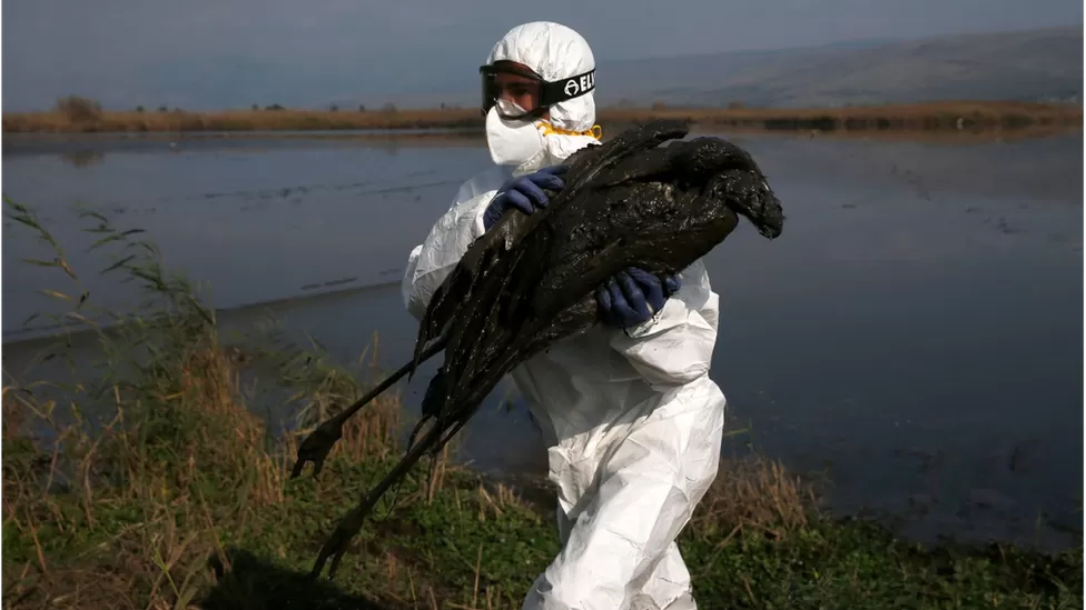 Bird Flu: What is it And What is Behind The Outbreak? 11 BF2