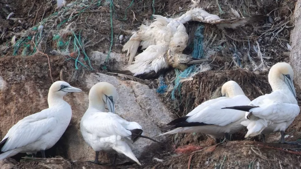 Bird Flu: What is it And What is Behind The Outbreak? 13 BF3