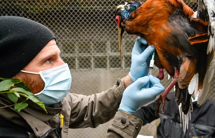 Bird Flu: What is it And What is Behind The Outbreak?