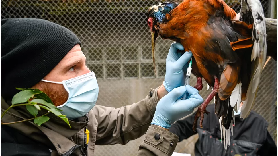 Bird Flu: What is it And What is Behind The Outbreak? 12 BF4