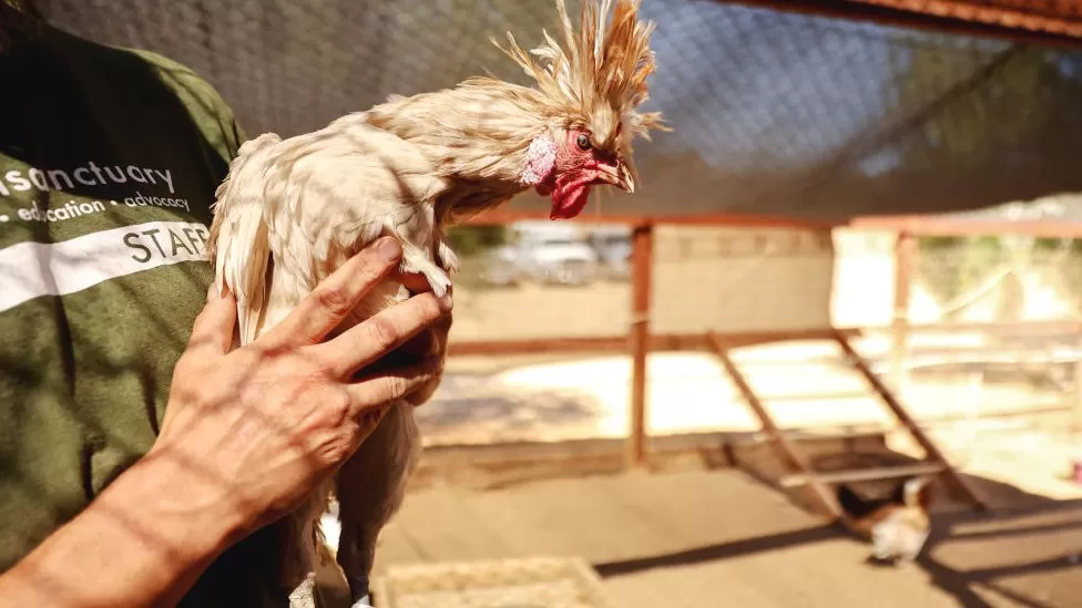 Bird Flu: What is it And What is Behind The Outbreak? 10 bf1