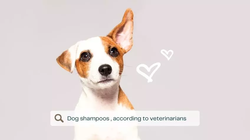 best dog shampoo according to veterinarians