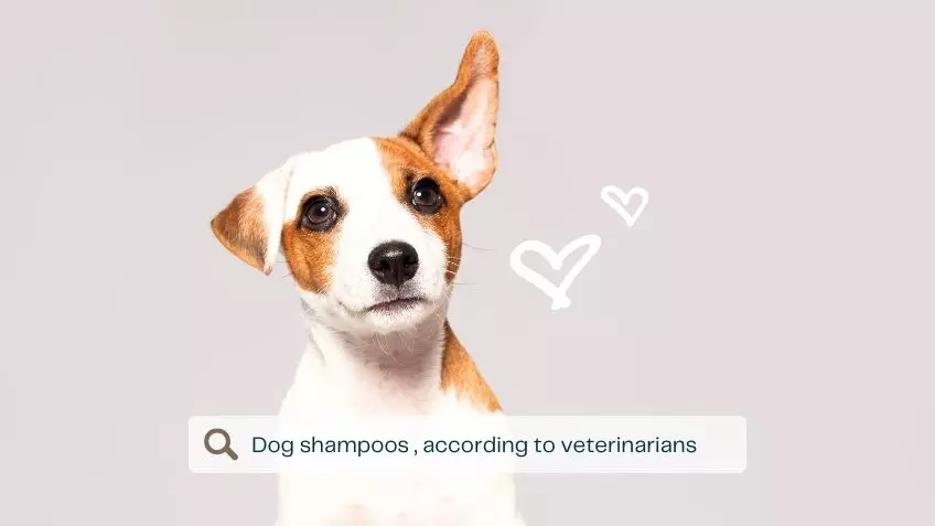 Veterinarians’ top five best-selling dog shampoos for a Perfect Bath in 2023
