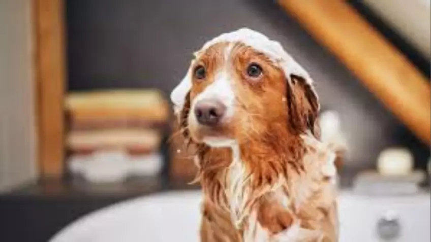 Veterinarians' top five best-selling dog shampoos for a Perfect Bath in 2023 10 dog shampoo
